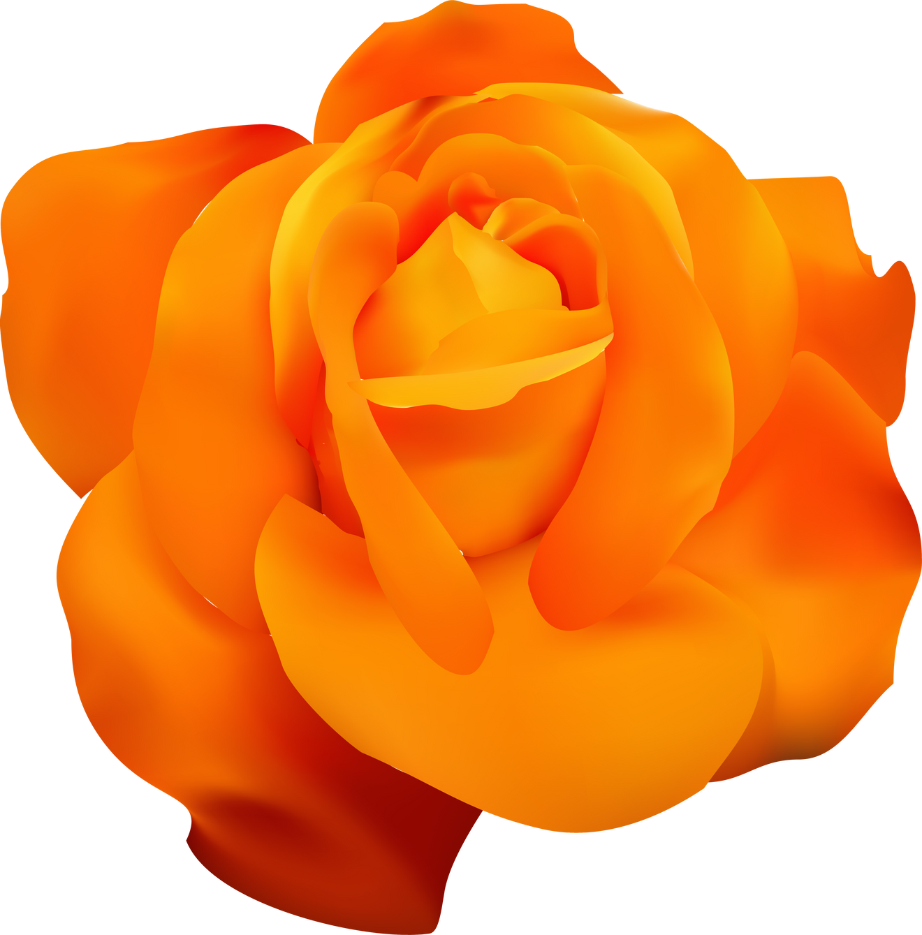 realistic orange rose vector