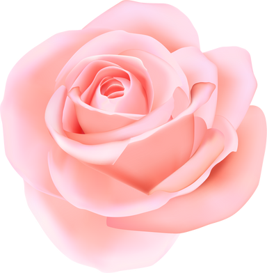 Pink Rose Flower