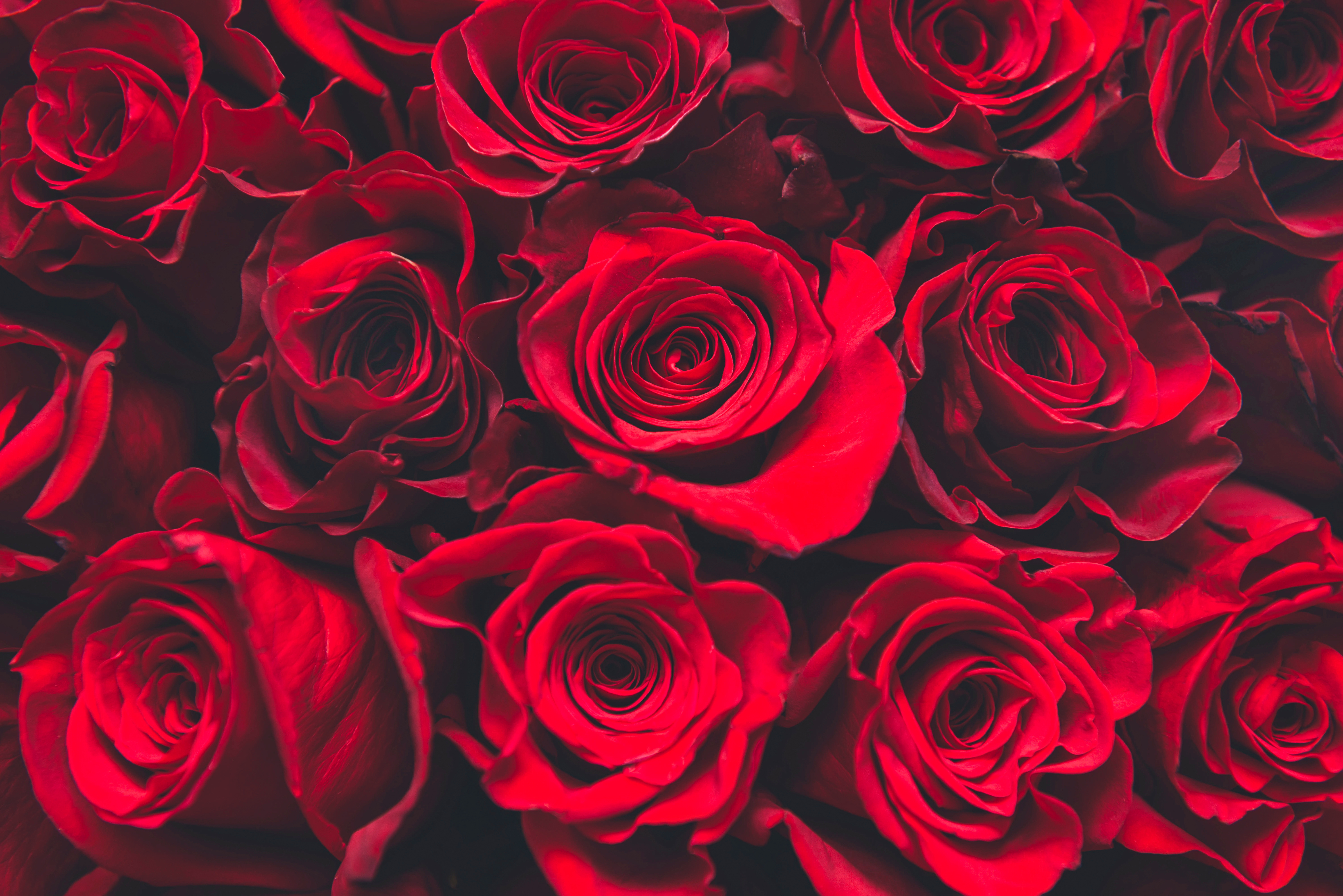 bouquet of red roses, many beautiful flowers close-up view from above,