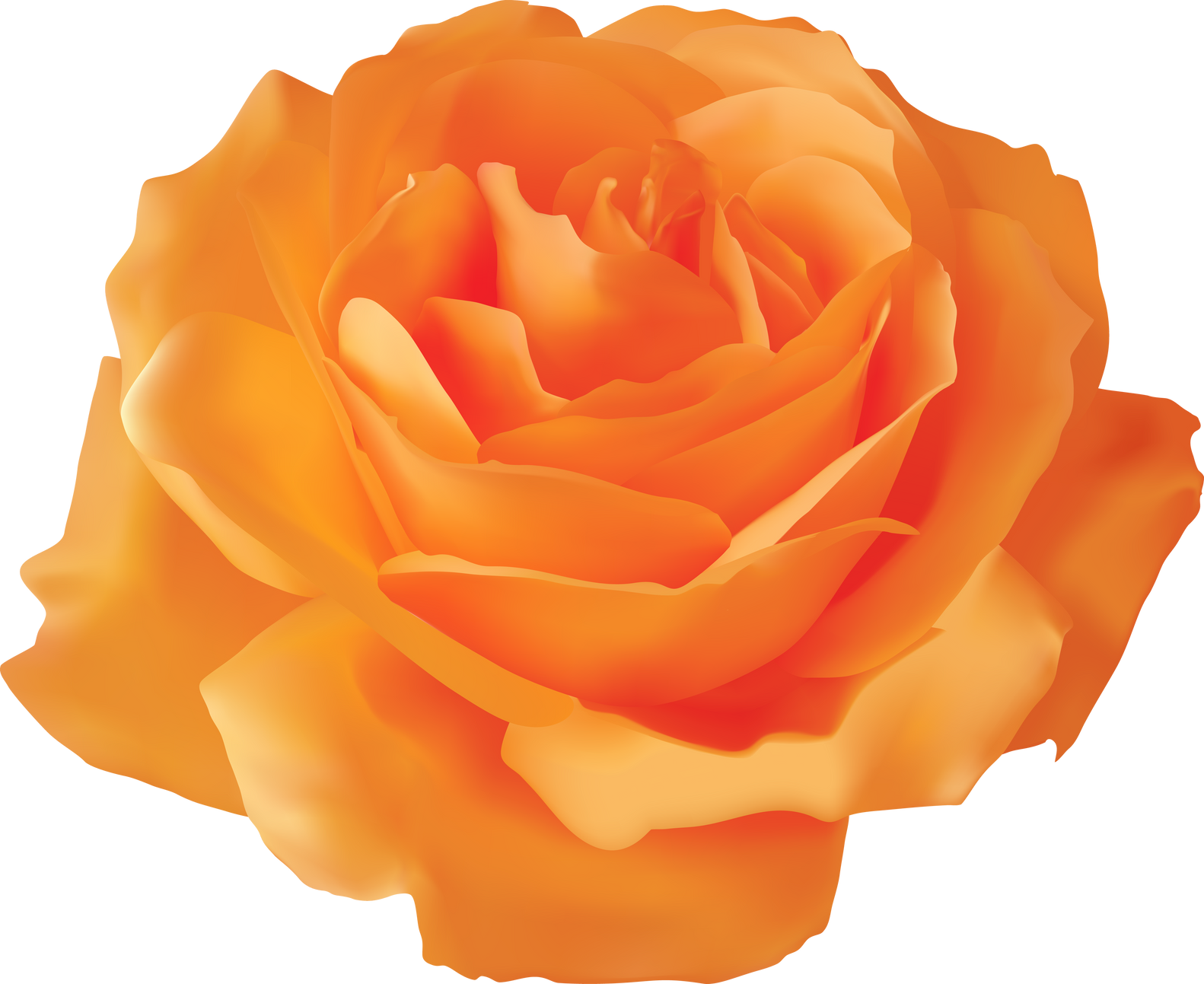 orange rose flower illustration