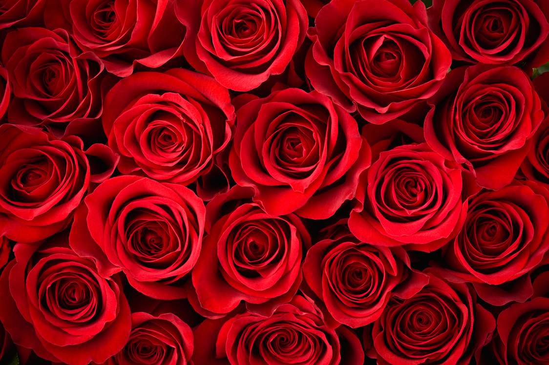 Red rose background