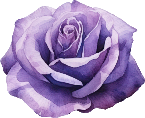 Purple Rose Flower Watercolor