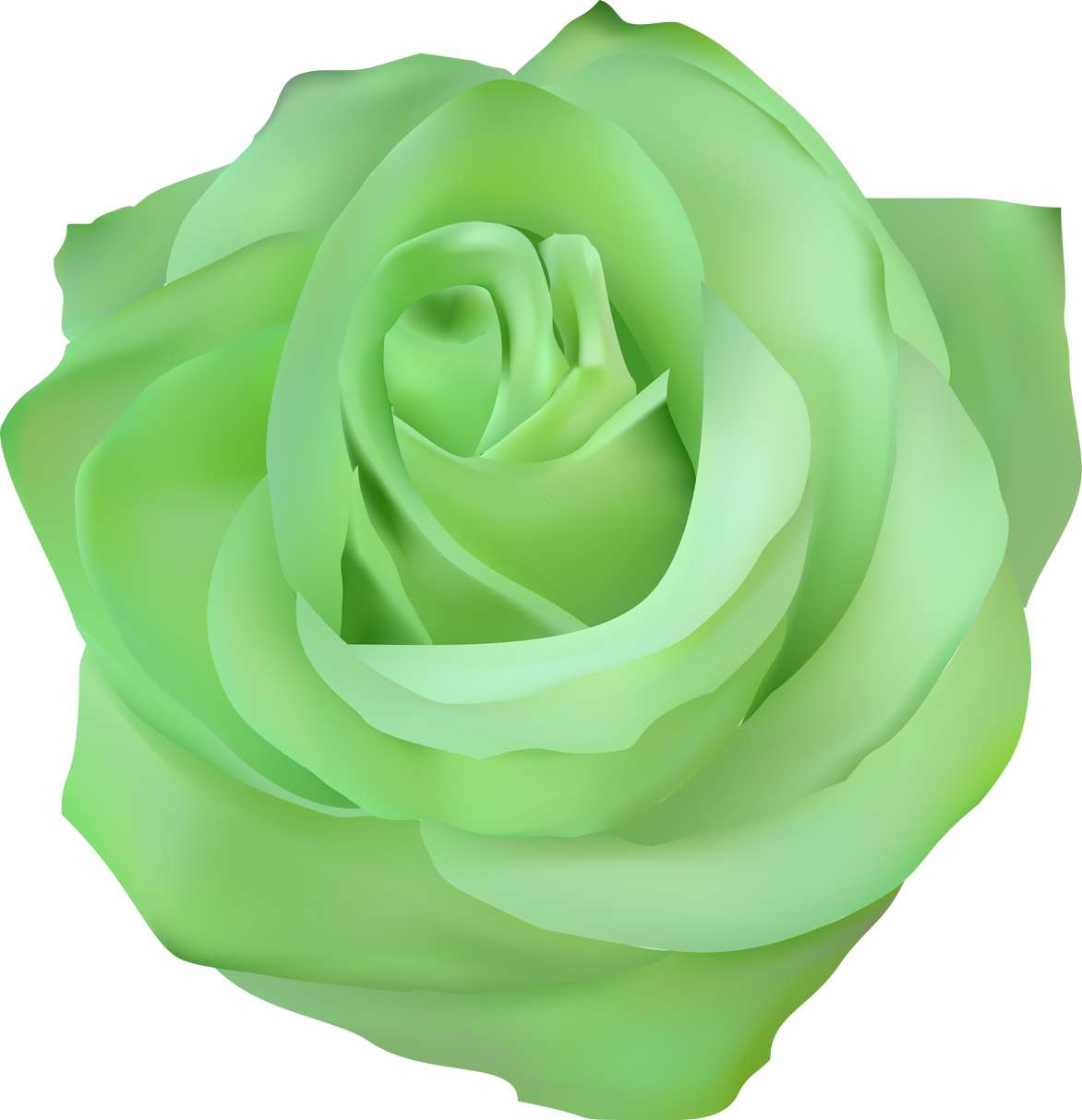 green rose vector illustration