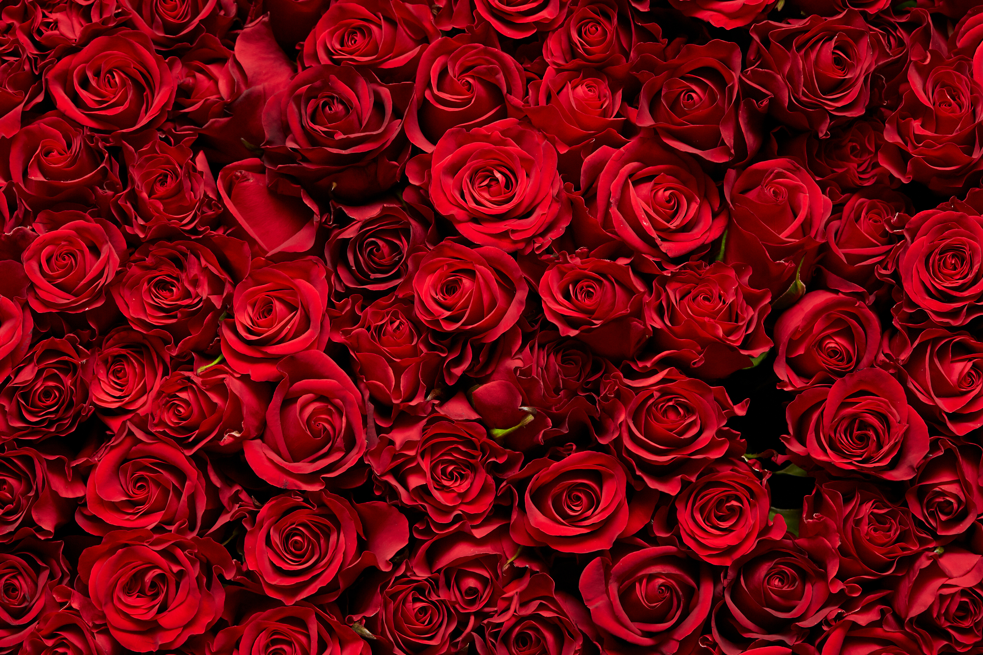 Rose background