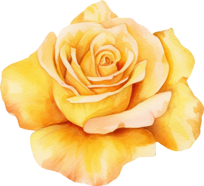 Yellow Rose Flower Watercolor