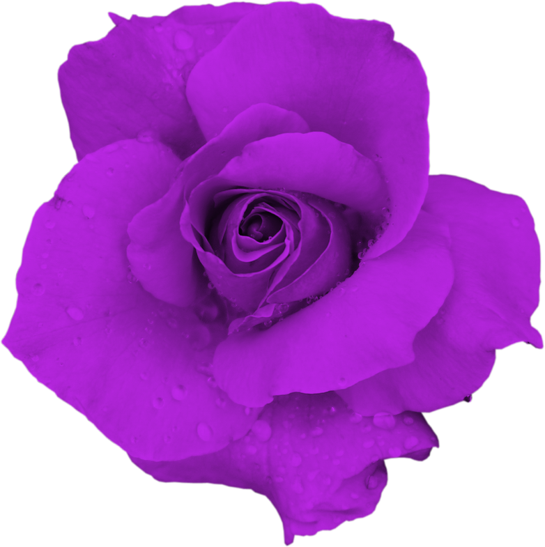 Violet rose close up isolated